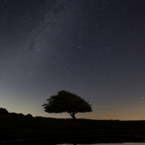 Tree Reflecting in Pond at Night with Stars, Brighton UK